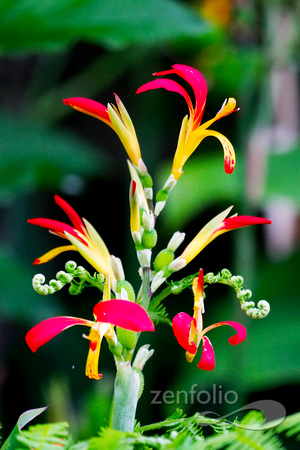 flora 5