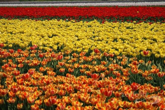 colorful array 3