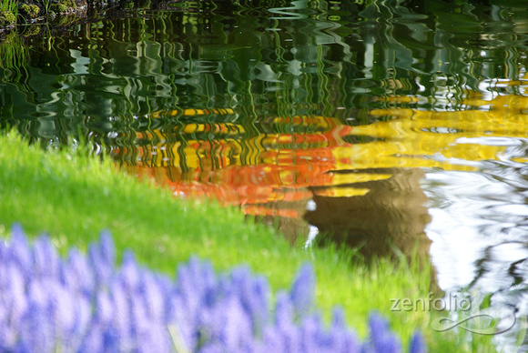 reflected tulips 3