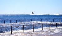 gulls on Newport Beach 2