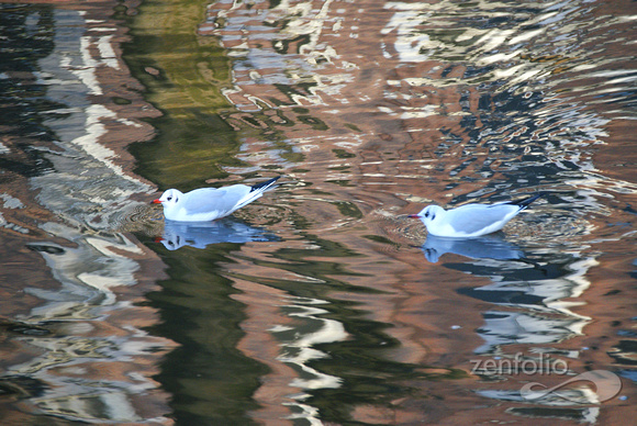 canal reflection 17