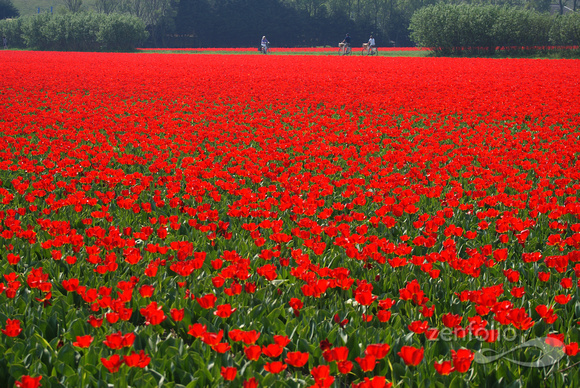 cycling through a sea of tulips