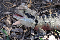 lizardry 1