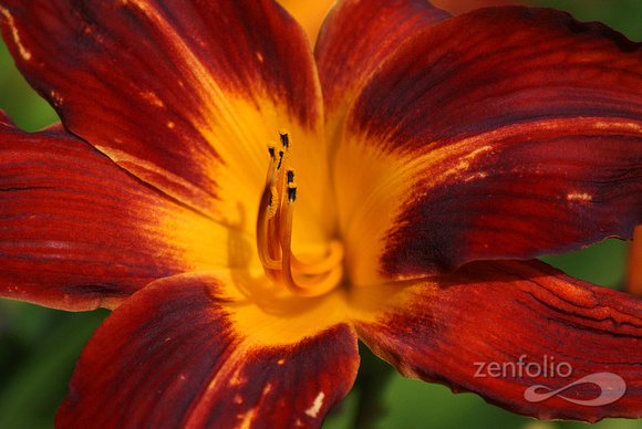 flora magnifica 1