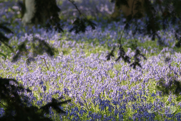 violet wildflowers