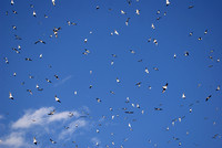 swarming gulls, Green Lake Park