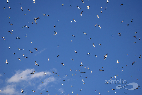 swarming gulls, Green Lake Park