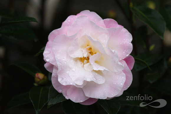 january bloom 2