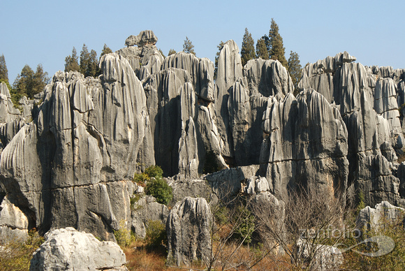 a crowd gathers, Stone Forest