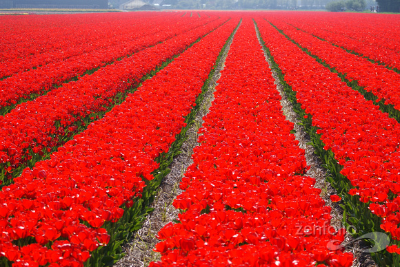 tulips curving spacetime