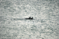 dolphins sapphire beach