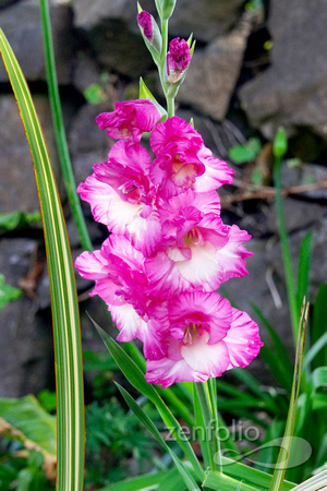 flora 10