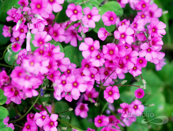 flora 6
