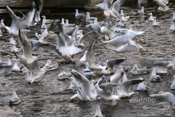 feeding frenzy 1