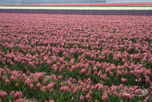sea of hyacinths
