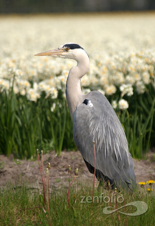 hungry heron