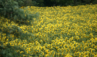 sunflowers from a train 3