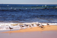 gulls on Newport Beach 3