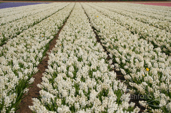 white hyacinths