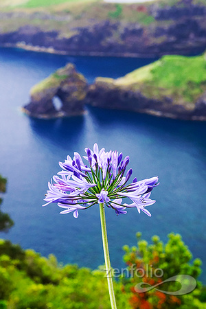flora 1