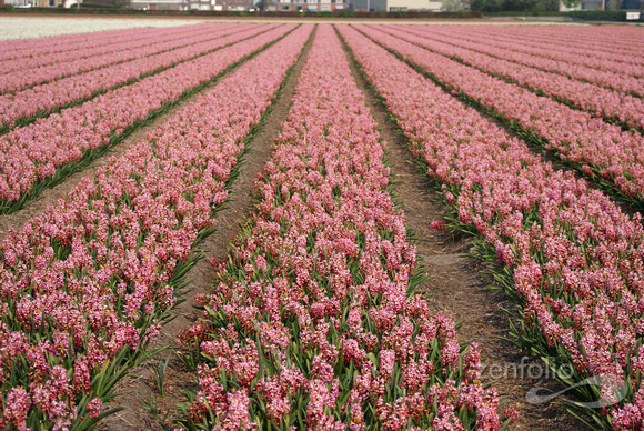 magenta hyacinths