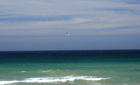 gull over Manly beach 2
